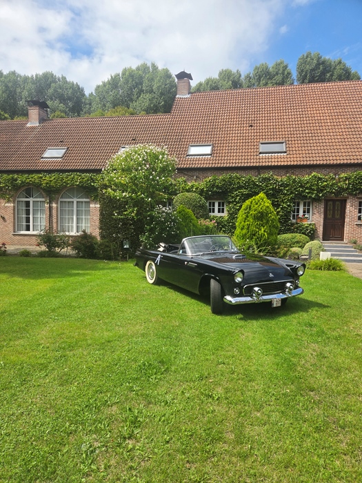 1955 Ford Thunderbird oldtimer te koop