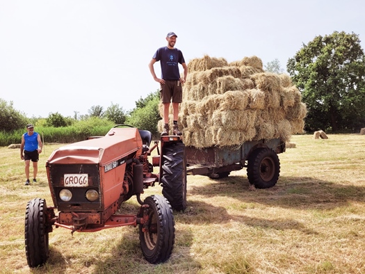 1964 Renault 56 oldtimer tractor te koop